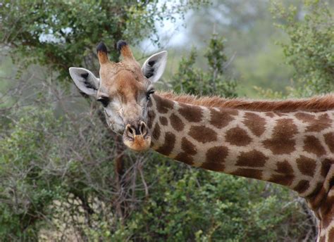 Free Images Nature Animal Wildlife Zoo Mammal Fauna Giraffe