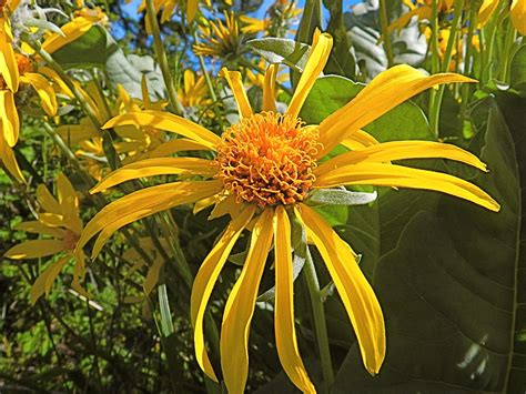 Heartleaf Arnica Arnica Cordifolia Peter Stevens Flickr