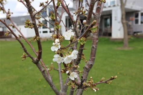 Rainier Cherries Growing Guide Everything To Know