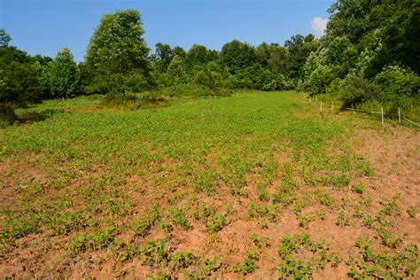 Soybean Food Plots 101 Pic2 DeerGro Food Plot Spray