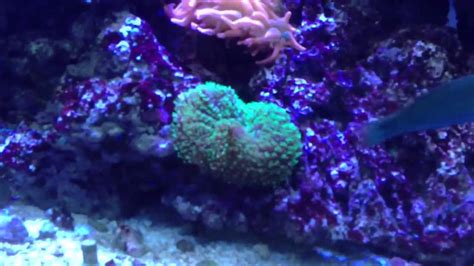 Crazy Coral Growth 2013 Youtube