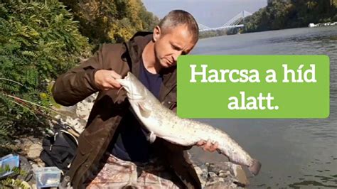 Harcsa a híd alatt Élő Tiszai Horgászat 31 rész YouTube