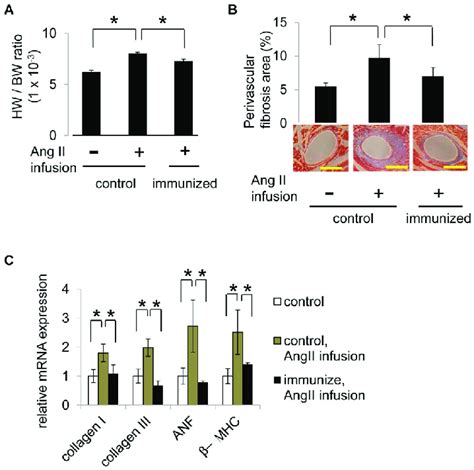 Effect Of Ang II Vaccine On Cardiac Remodeling Induced By Ang II A