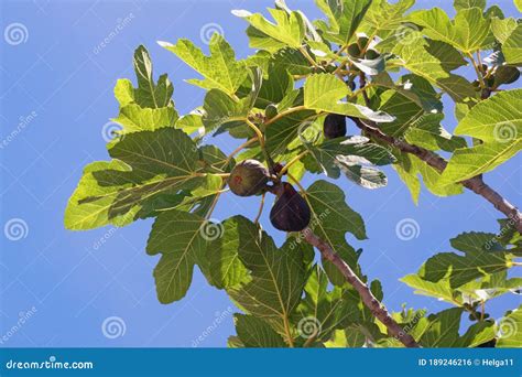 Ramos De Figueiras Folhas E Frutos Sobre Fundo Azul Foto De Stock