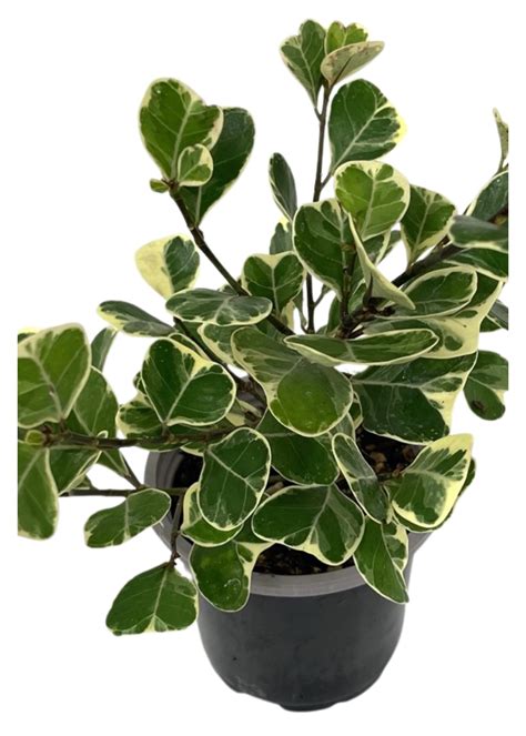 Ficus Triangularis Variegated 4 Inch The Garden Corner