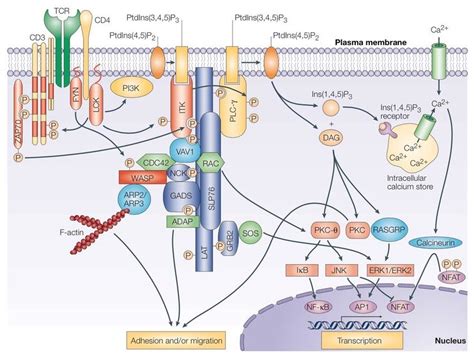 Pin by Glenn Kageyama on Signal transduction pathways