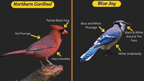 Northern Cardinal VS Blue Jay: Complete Difference Explained