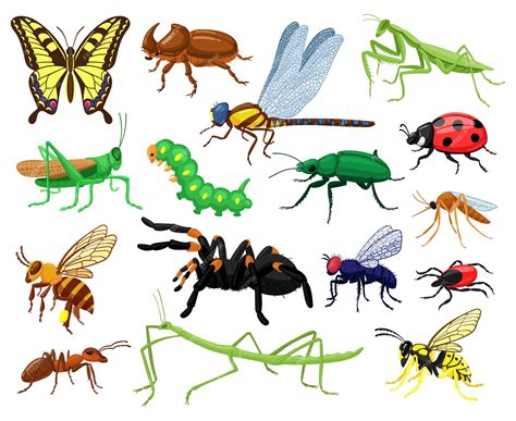 Insectos De Dibujos Animados Mariposa Escarabajo Araña Mariquita Y Oruga Insectos De