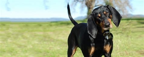 Methods to Train Black and Tan Coonhound - Strategies and Techniques ...