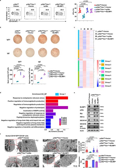 The p38α BLIMP1 axis controls iPC differentiation and ER related