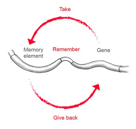 Research — The Ringrose Lab