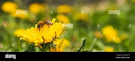 Honey Bee Covered With Yellow Pollen Collecting Nectar From Dandelion