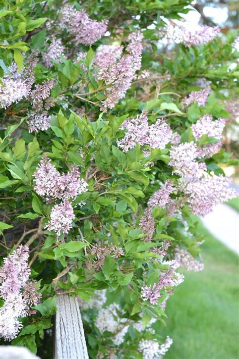 Grow Beautiful And Thriving Lilac Shrubs With This Easy To Follow Guide To Planting Growing And