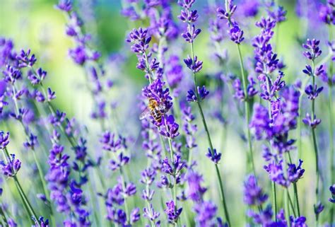 Premium Photo | Selective focus on the lavender flower in the flower garden lavender flowers lit ...