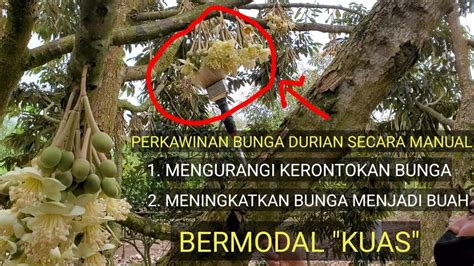 CARA PERKAWINAN BUNGA DURIAN SECARA MANUAL DURIAN MUSANGKING DURI