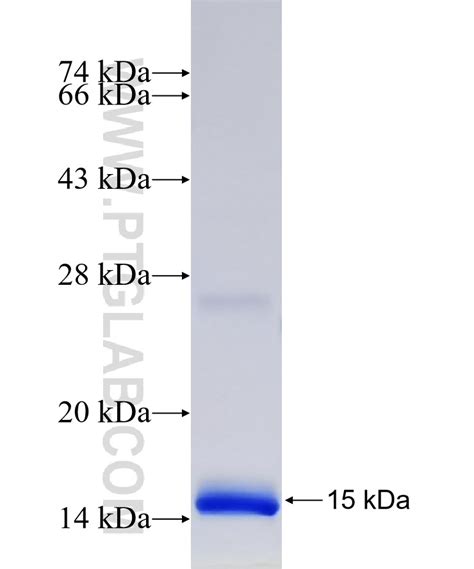 CD81 Fusion Protein Ag27298 Proteintech 武汉三鹰生物技术有限公司