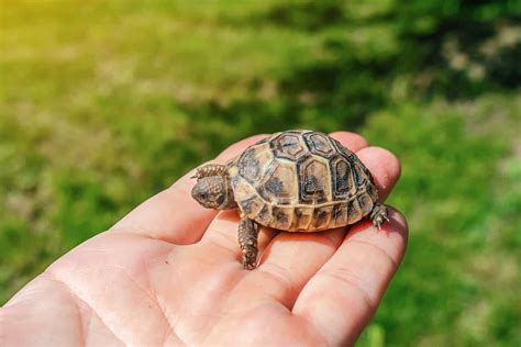 260 Popular Turtle Names: Both Big and Small