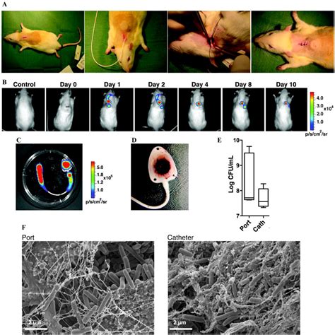 Pathogens Free Full Text From In Vitro To In Vivo Models Of