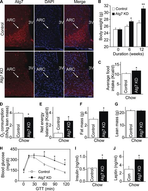 Metabolic Phenotype Of Mice With Mbh Specific Atg Knockdown On Chow