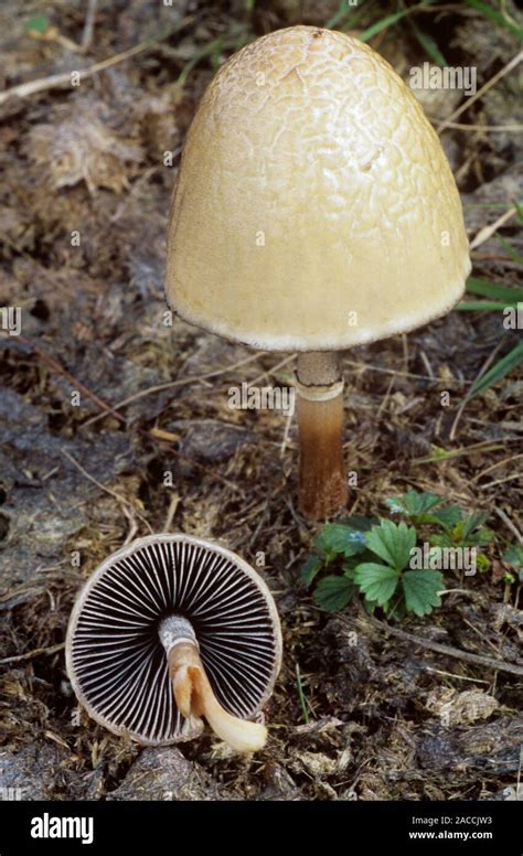 Dung Mottle Gill Fungi Panaeolus Semiovatus On Cow Dung One Specimen