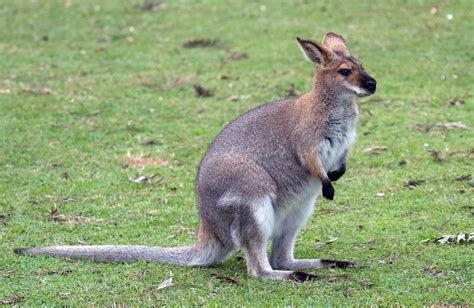 Wallaby Facts, History, Useful Information and Amazing Pictures