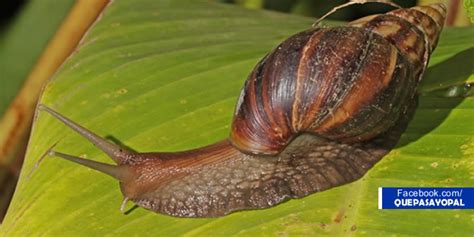 El Caracol Gigante Africano Una Posible Amenaza Para La Salud Pública