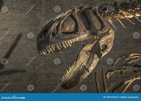 Dinosaur Skeleton in the Museum Editorial Stock Photo - Image of skull ...