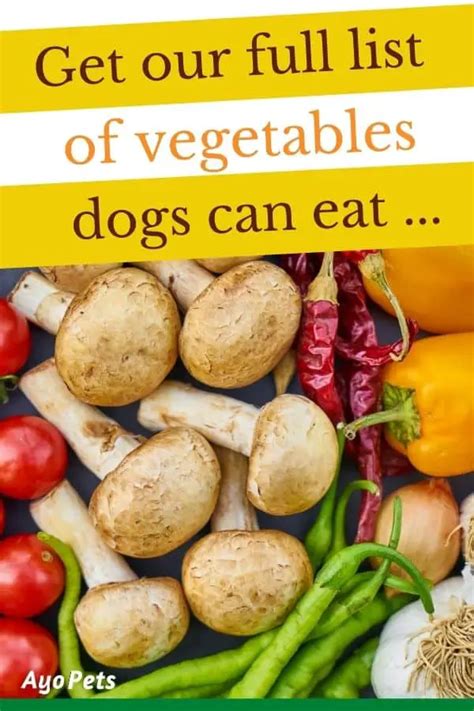 29 Vegetables Dogs Can Eat Full List With Serving Suggestions Ayo Pets