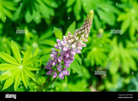 Lupinus Perennis Sundial Lupine Wild Perennial Lupinegrowing In