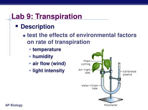 PPT - Lab 9: Transpiration PowerPoint Presentation - ID:6525928