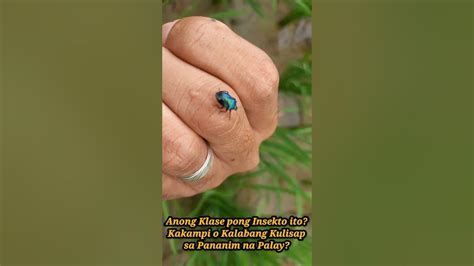 Kakampi o Kalabang Kulisap sa Palay? Beneficial Insect or Harmful ...