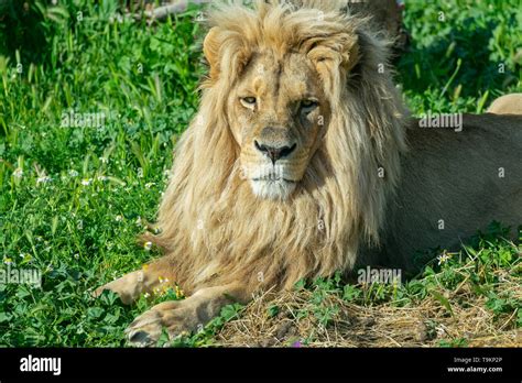 Angola Male Lion Panthera Leo Bleyenberghi Stock Photo Alamy