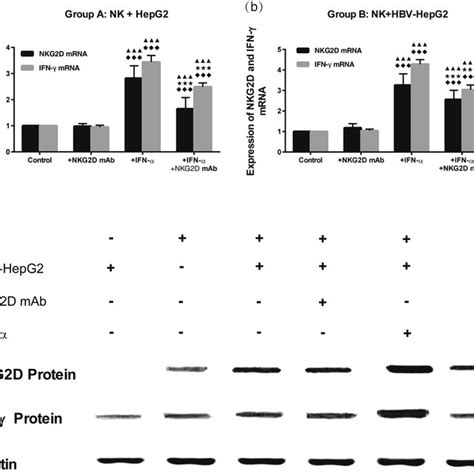 Analysis Of Nkg2d And Ifn γ Mrna Levels In Co Cultured Cells Nk Download Scientific Diagram