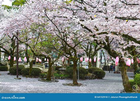 SAKURA in FUJISAN SENGEN SHRINE ,FUJINOMIYA CITY, JAPAN Editorial Stock Photo - Image of branch ...