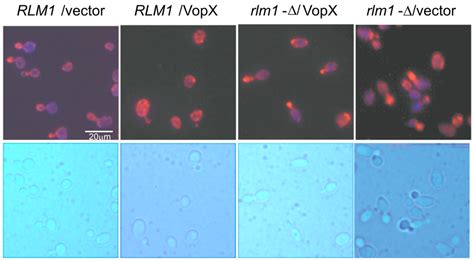 Toxins Special Issue The Cell Biology Of Toxins And Effector