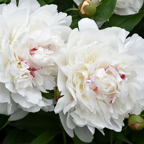 Peony Festiva Maxima Kennedy S Country Gardens Garden Center