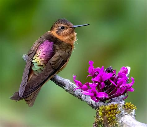 What Is the Essence of Iridescence? Ask a Hummingbird | Living Bird ...