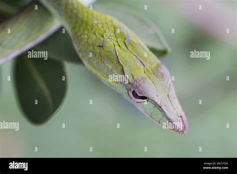 Oriental Whip Snake Ahaetulla Prasina Common Names Include Asian