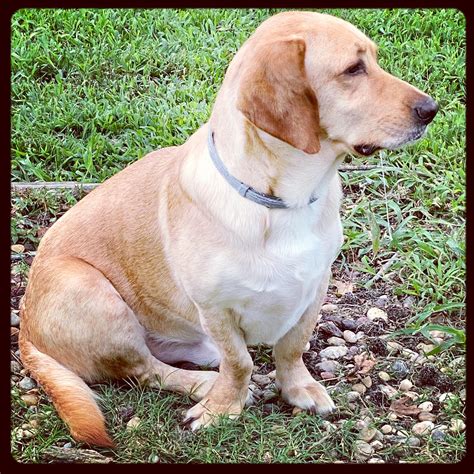 Basset Hound Lab Mix