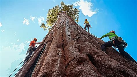 The Biggest Tree On Earth Is Bigger Than Words Can Describe Youtube