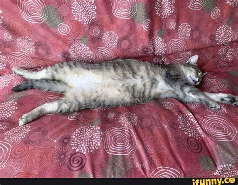 Sleepy_cat memes. Best Collection of funny Sleepy_cat pictures on iFunny