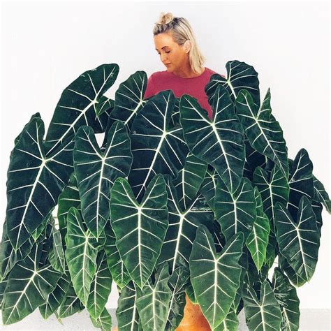 Tanaman Hias Alocasia Frydek Indoor Plants Keladi Neon Lazada Indonesia