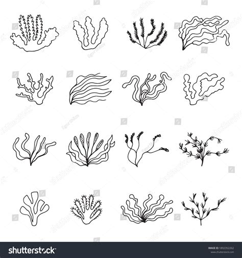 Seaweed Sketches Icons Set Vector Stock Vector (Royalty Free ...