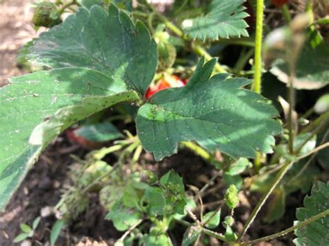 20 Top Strawberry Harvesting Tips – Strawberry Plants