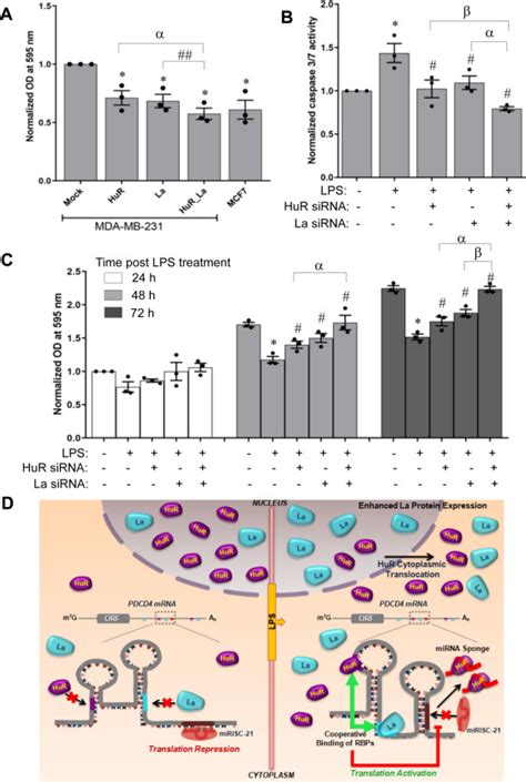 Rna Binding Proteins La And Hur Cooperatively Modulate Translation