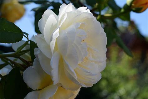 35 Of The Best Shade Tolerant Roses Gardener’s Path