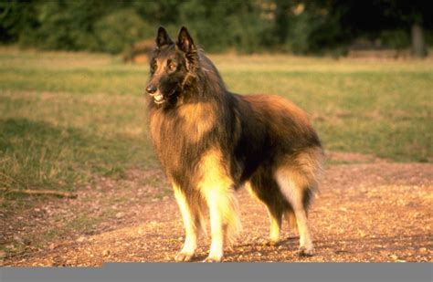 Belgian Shepherd Tervuren Breed Guide Learn About The Belgian