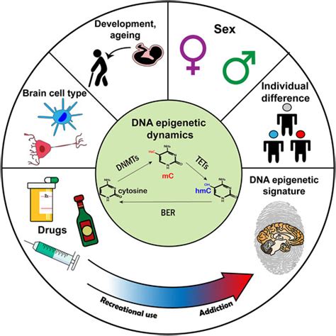 Frontiers DNA Epigenetics In Addiction Susceptibility