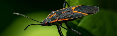 Boxelder Bug Removal | Quality Affordable Pest Control