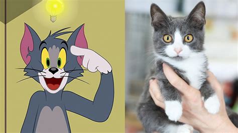 Tom And Jerry In Real Life 2021 YouTube